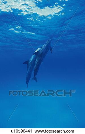 A Couple Spotted Dolphin are Swimming Together View Large Photo Image Stock Image - A Couple Spotted Dolphin are Swimming Together. Fotosearch