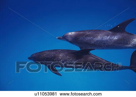 A Couple Spotted Dolphin are Swimming Together View Large Photo Image Stock Image - A Couple Spotted Dolphin are Swimming Together. Fotosearch