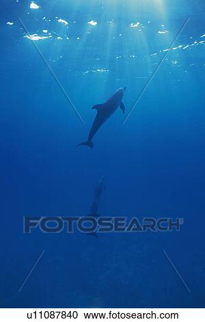 A Couple Spotted Dolphin are Swimming Together View Large Photo Image Stock Image - A Couple Spotted Dolphin are Swimming Together. Fotosearch
