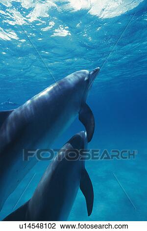A Couple Spotted Dolphin are Swimming Together View Large Photo Image Stock Image - A Couple Spotted Dolphin are Swimming Together. Fotosearch