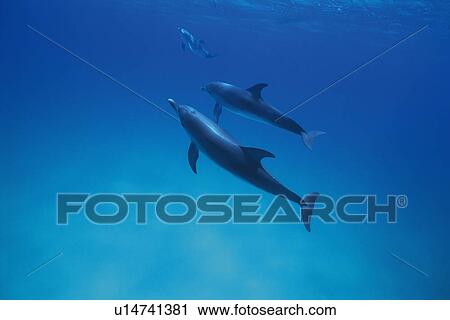 A Couple Spotted Dolphin are Swimming Together View Large Photo Image Stock Image - A Couple Spotted Dolphin are Swimming Together. Fotosearch
