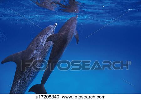 A Couple Spotted Dolphin are Swimming By The Water Surface View Large Photo Image Stock Image - A Couple Spotted Dolphin are Swimming By The Water Surface. Fotosearch