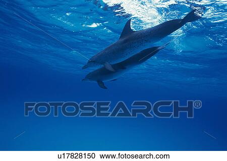 A Couple Spotted Dolphin are Swimming Together View Large Photo Image Stock Image - A Couple Spotted Dolphin are Swimming Together. Fotosearch