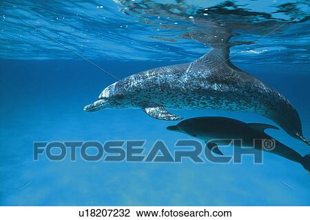 A Couple Spotted Dolphin are Swimming Together View Large Photo Image Stock Image - A Couple Spotted Dolphin are Swimming Together. Fotosearch