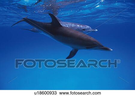 A Couple Spotted Dolphin are Swimming By The Water Surface View Large Photo Image Stock Image - A Couple Spotted Dolphin are Swimming By The Water Surface. Fotosearch