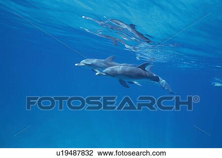 A Couple Spotted Dolphin are Swimming Together View Large Photo Image Stock Image - A Couple Spotted Dolphin are Swimming Together. Fotosearch