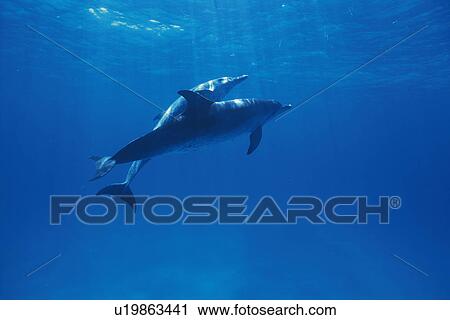 A Couple Spotted Dolphin are Swimming Together View Large Photo Image Stock Image - A Couple Spotted Dolphin are Swimming Together. Fotosearch