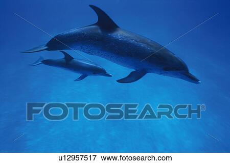 Stock Photo - A Couple Spotted Dolphin are Swimming Together. Fotosearch