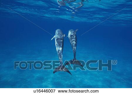 Stock Photo - A Couple Spotted Dolphin are Swimming Together. Fotosearch