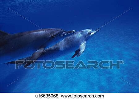 A Couple Spotted Dolphin are Swimming Together View Large Photo Image Stock Photo - A Couple Spotted Dolphin are Swimming Together. Fotosearch