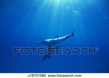 A Couple Spotted Dolphin are Swimming Together View Large Photo Image Stock Photo - A Couple Spotted Dolphin are Swimming Together. Fotosearch