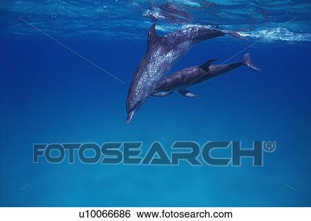 A Couple Spotted Dolphin are Swimming Together View Large Photo Image Stock Photograph - A Couple Spotted Dolphin are Swimming Together. Fotosearch