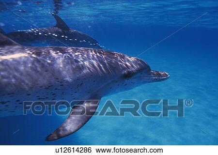 Stock Photograph - A Couple Spotted Dolphin are Swimming Together. Fotosearch