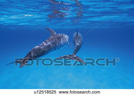 Stock Photography - A Couple Spotted Dolphin are Swimming Together. Fotosearch