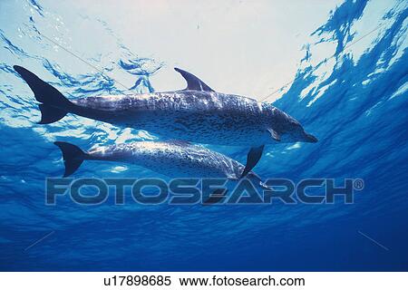 Stock Photography - A Couple Spotted Dolphin are Swimming By The Water Surface. Fotosearch