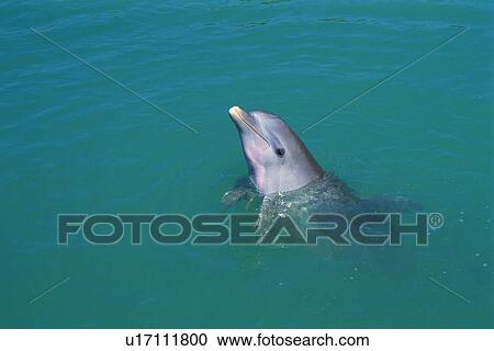 A Spotted Dolphin is come up to the water surface View Large Photo Image Stock Image - A Spotted Dolphin is come up to the water surface. Fotosearch