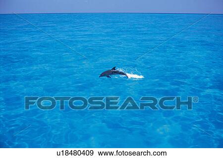 Stock Photo - A Spotted Dolphin is Jumping from the water surface. Fotosearch