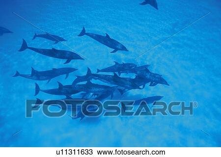 Large Group of Spotted Dolphins are Swimming Underwater View Large Photo Image Stock Image - Large Group of Spotted Dolphins are Swimming Underwater. Fotosearch
