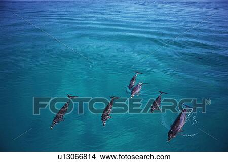 Medium Group of Spotted Dolphins are Swimming By The Water Surface View Large Photo Image Picture - Medium Group of Spotted Dolphins are Swimming By The Water Surface. Fotosearch