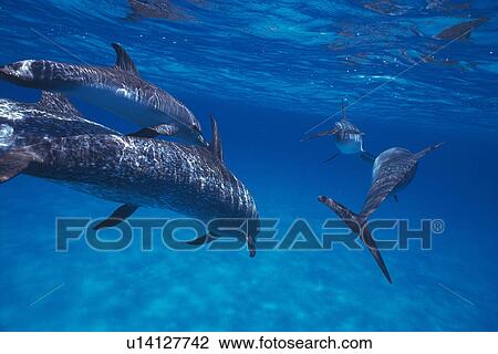 Medium Group of Spotted Dolphins are Swimming Underwater View Large Photo Image Stock Image - Medium Group of Spotted Dolphins are Swimming Underwater. Fotosearch