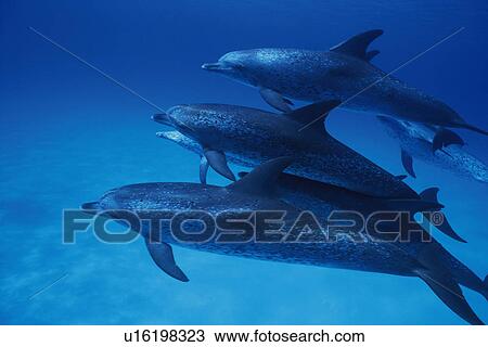 Medium Group of Spotted Dolphins are Swimming Underwater View Large Photo Image Stock Image - Medium Group of Spotted Dolphins are Swimming Underwater. Fotosearch
