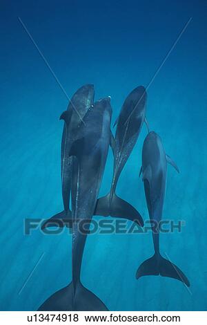 Medium Group of Spotted Dolphins are Swimming Underwater View Large Photo Image Stock Photo - Medium Group of Spotted Dolphins are Swimming Underwater. Fotosearch