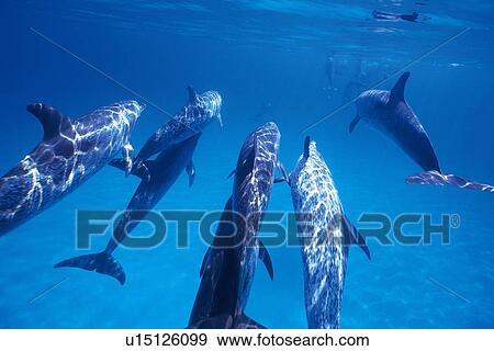Medium Group of Spotted Dolphins are Swimming Underwater View Large Photo Image Stock Photo - Medium Group of Spotted Dolphins are Swimming Underwater. Fotosearch