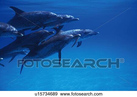 Medium Group of Spotted Dolphins are Swimming Underwater View Large Photo Image Stock Photo - Medium Group of Spotted Dolphins are Swimming Underwater. Fotosearch