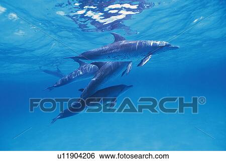 Medium Group of Spotted Dolphins are Swimming By The Water Surface View Large Photo Image Stock Photograph - Medium Group of Spotted Dolphins are Swimming By The Water Surface. Fotosearch