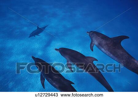 Small Group of Spotted Dolphins are Swimming Underwater View Large Photo Image Stock Image - Small Group of Spotted Dolphins are Swimming Underwater. Fotosearch