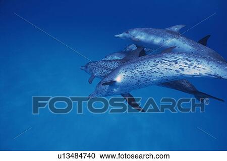 Small Group of Spotted Dolphins are Swimming Underwater View Large Photo Image Stock Image - Small Group of Spotted Dolphins are Swimming Underwater. Fotosearch