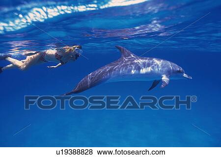 Stock Photo - Spotted Dolphin and Diver are Swimming Together. Fotosearch
