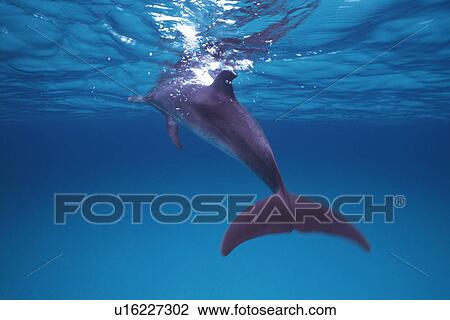 Stock Image - Spotted Dolphin is Swimming By The Water Surface. Fotosearch