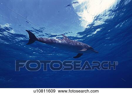 Stock Photo - Spotted Dolphin is Swimming By The Water Surface. Fotosearch