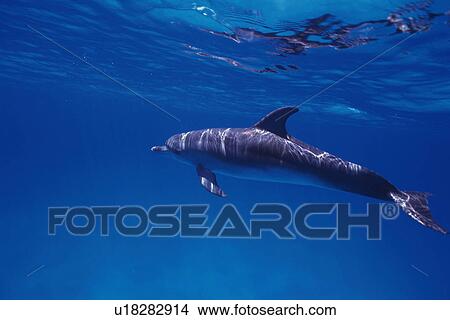 Picture - Spotted Dolphin is Swimming Underwater. Fotosearch