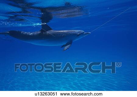Stock Image - Spotted Dolphin is Swimming Underwater. Fotosearch