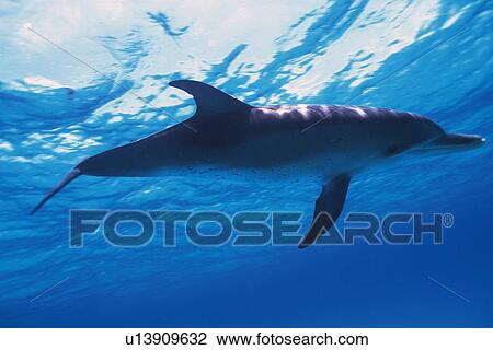 Stock Image - Spotted Dolphin is Swimming Underwater. Fotosearch