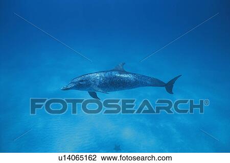 Stock Image - Spotted Dolphin is Swimming Underwater. Fotosearch