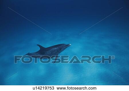 Spotted Dolphin is Swimming Underwater View Large Photo Image Stock Image - Spotted Dolphin is Swimming Underwater. Fotosearch