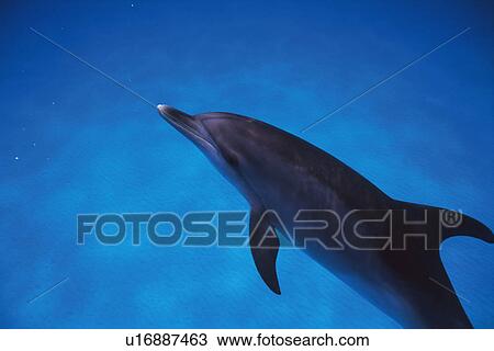 Stock Image - Spotted Dolphin is Swimming Underwater. Fotosearch