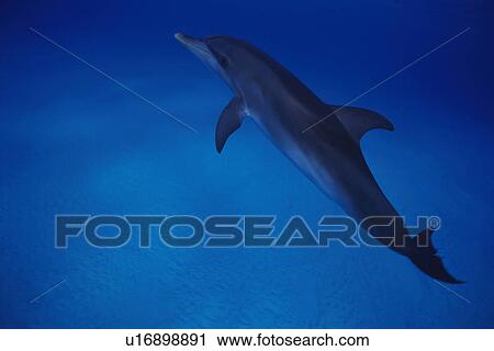Stock Image - Spotted Dolphin is Swimming Underwater. Fotosearch