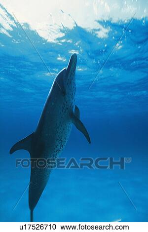 Spotted Dolphin is Swimming Underwater View Large Photo Image Stock Image - Spotted Dolphin is Swimming Underwater. Fotosearch