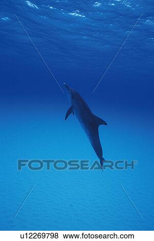 Stock Photo - Spotted Dolphin is Swimming Underwater. Fotosearch