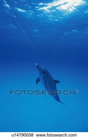 Spotted Dolphin is Swimming Underwater View Large Photo Image Stock Photo - Spotted Dolphin is Swimming Underwater. Fotosearch