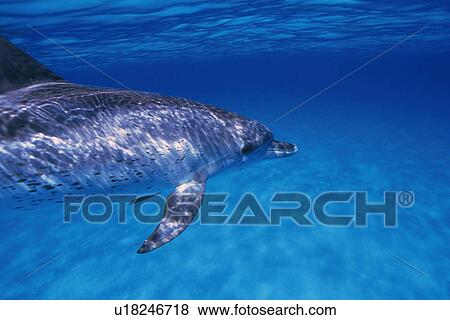 Spotted Dolphin is Swimming Underwater View Large Photo Image Stock Photo - Spotted Dolphin is Swimming Underwater. Fotosearch