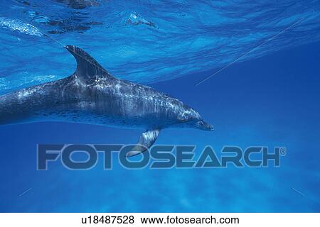 Spotted Dolphin is Swimming Underwater View Large Photo Image Stock Photo - Spotted Dolphin is Swimming Underwater. Fotosearch