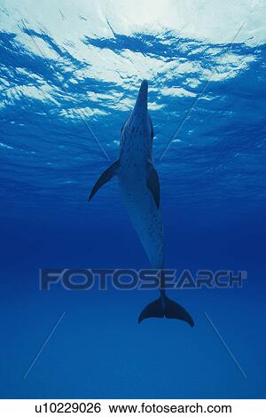 Spotted Dolphin is Swimming Underwater View Large Photo Image Stock Photograph - Spotted Dolphin is Swimming Underwater. Fotosearch