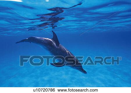 Stock Photograph - Spotted Dolphin is Swimming Underwater. Fotosearch