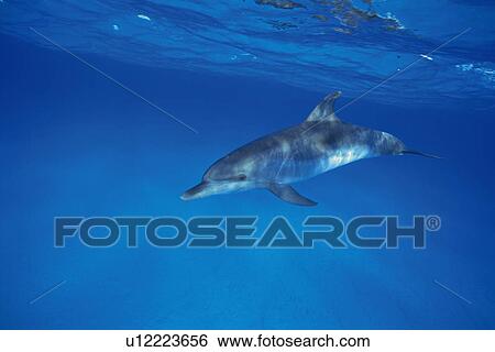 Spotted Dolphin is Swimming Underwater View Large Photo Image Stock Photograph - Spotted Dolphin is Swimming Underwater. Fotosearch