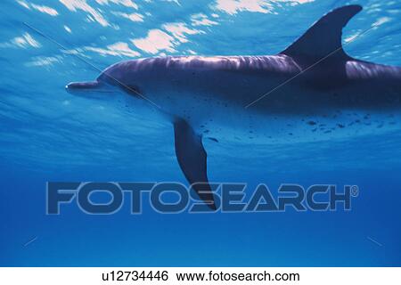 Spotted Dolphin is Swimming Underwater View Large Photo Image Stock Photograph - Spotted Dolphin is Swimming Underwater. Fotosearch